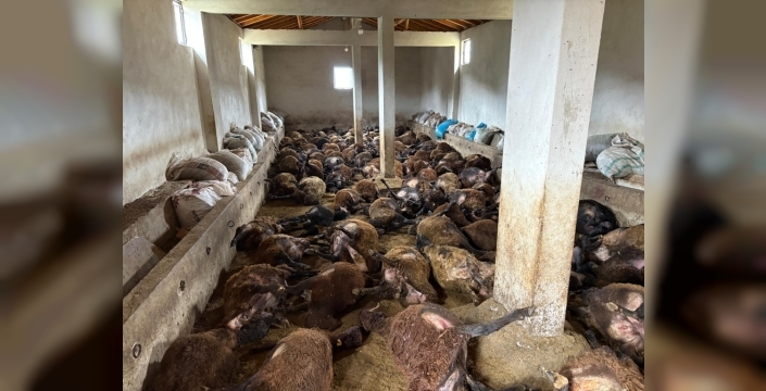 Erzincan'da ayı saldırısı: 143 koyun telef oldu