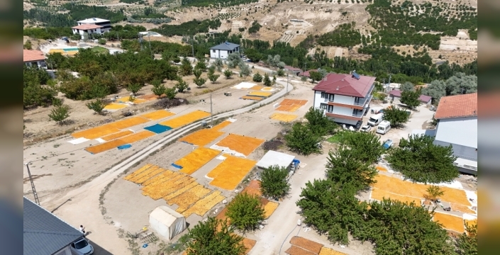 Hekimhan'da kayısı hasadı devam ediyor