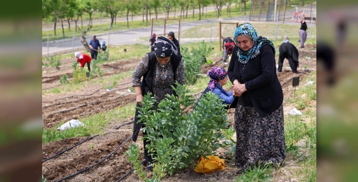 İzmir'de mahalle bostanlarında yaz ürünleri toplandı