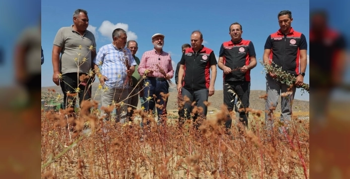 Kocasinan'da karabuğdayın ilk hasadı yapıldı