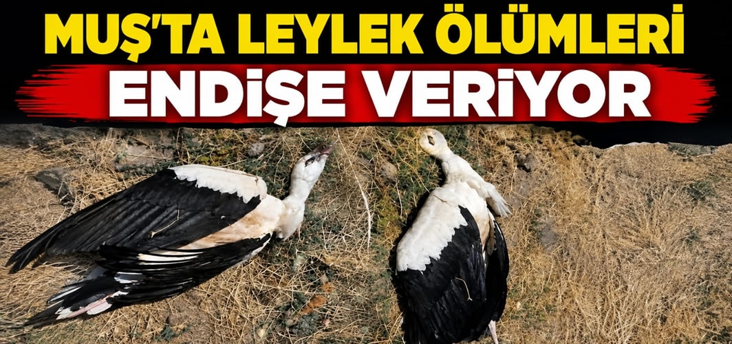 Muş'ta Leylek Ölümleri Endişe Veriyor
