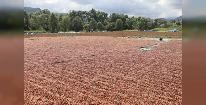 Ordu'da fındık hasadı devam ediyor