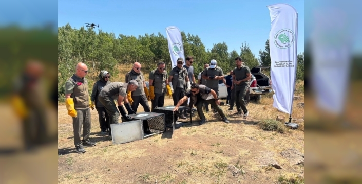 Tedavi edilen kuşlar Nemrut Kalderası'na salındı