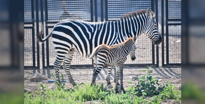 Yavru zebraya 'Pijamalı' adı verildi