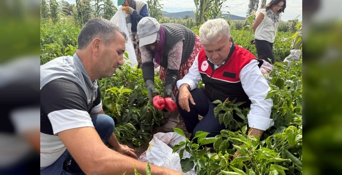 AK Partili vekil biber hasadına katıldı