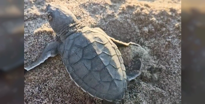 Akyatan'da deniz kaplumbağaları için koruma faaliyetleri devam ediyor