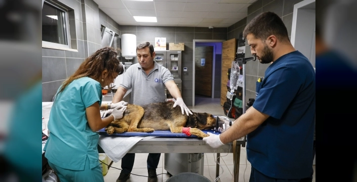 Antalya'da orman yangını, hayvanlar için seferberlik başlattı