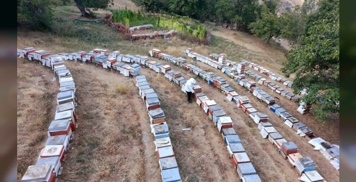 Babasının ineğiyle başlayan arıcılık 650 kovana ulaştı