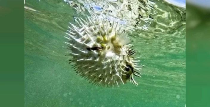 Balon balığı avı kotası 1 milyona çıkarıldı