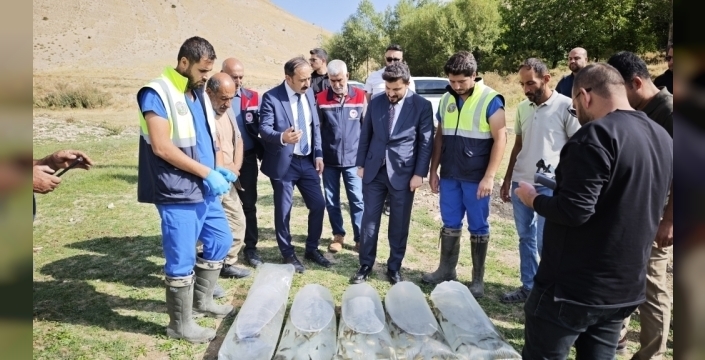 Bitlis'te His göletine 25 bin aynalı sazan yavrusu bırakıldı