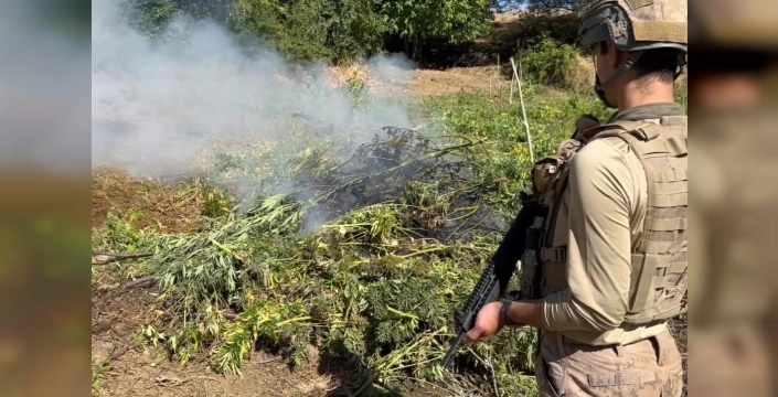 Diyarbakır'da jandarma, 217 bin kenevir ve skunk imha etti