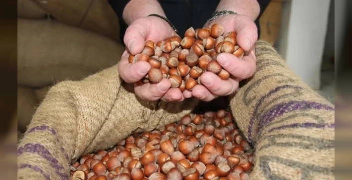 Fındık taban fiyatı ile piyasa fiyatı arasındaki fark üreticileri endişelendiriyor