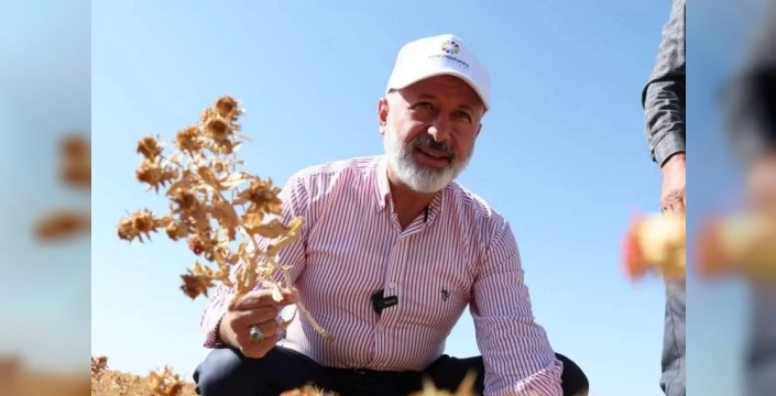 Kocasinan'da aspir hasadı yapıldı ve ihtiyaç sahiplerine ulaştırıldı