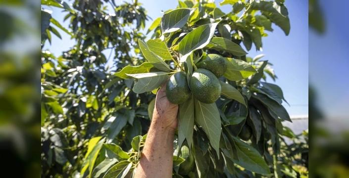 Mersin'de avokado fidanları ilk meyvelerini verdi