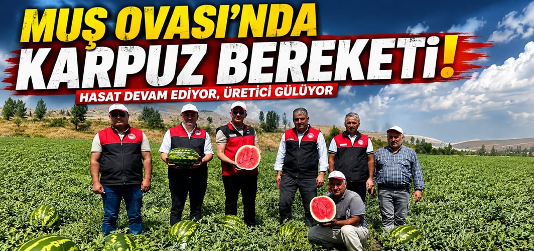 Muş Ovası'nda Karpuz Bereketi! Hasat Devam Ediyor, Üretici Gülüyor