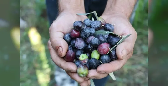 Artvin'de zeytin rekoltesi 780 tona ulaşması bekleniyor