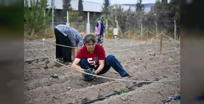 Bornova'da kadınlar kışlık fide dikimine başladı