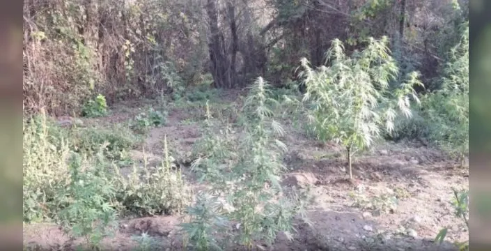Diyarbakır'da 48 bin 579 kök kenevir imha edildi