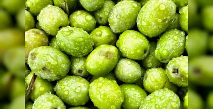 Dorlion zeytinyağında erken hasat tamamlandı