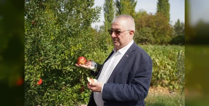 Edremit Belediyesi ata tohumu koruyor