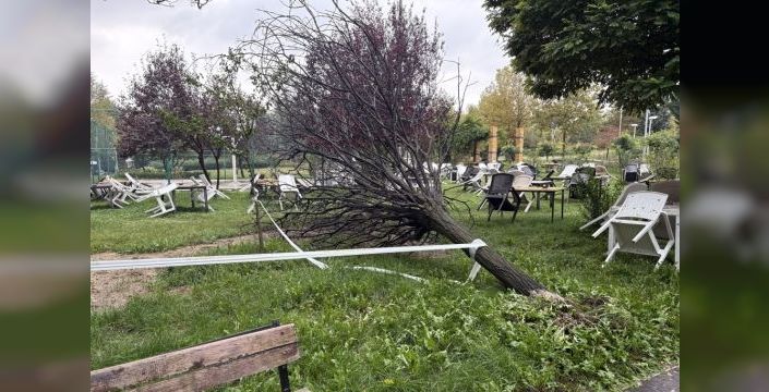 Elazığ'da ağaç araca devrildi