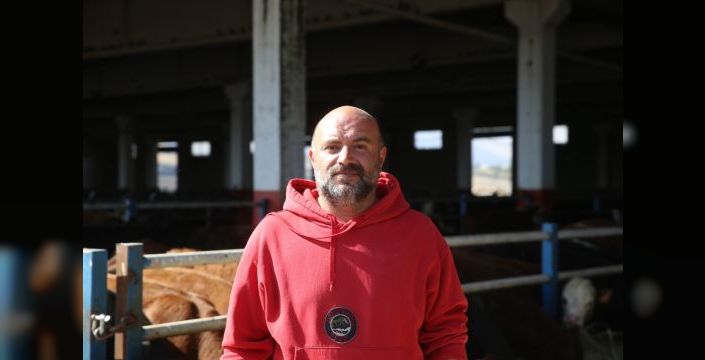 Erzurum'dan gebe düveler bölgeye dağıtılıyor