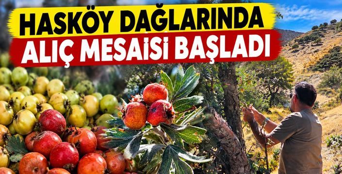 Hasköy dağlarında alıç mesaisi başladı