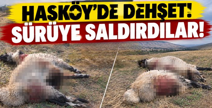 Hasköy'de Dehşet! Sürüye Saldırdılar