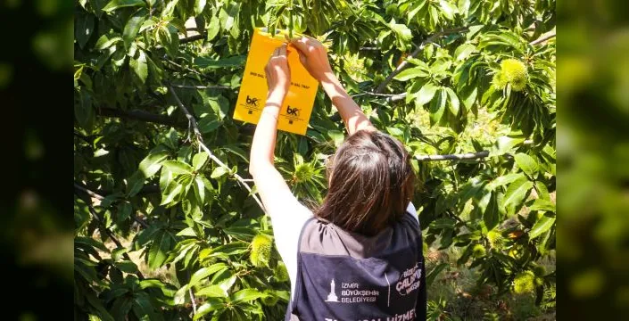 İzmir'de kestane üreticilerine gal arısı için destek