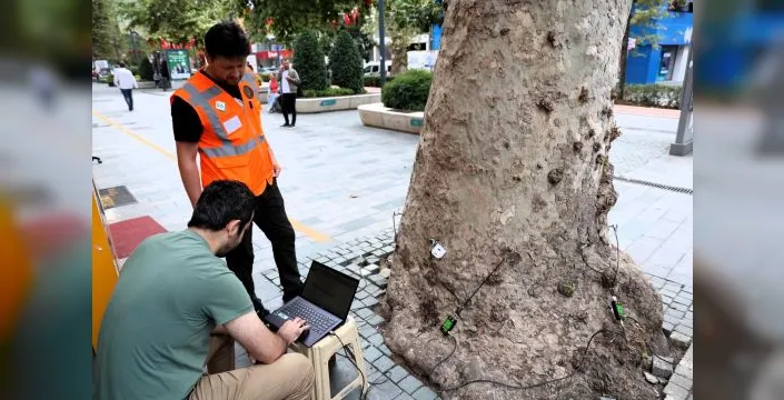 Kocaeli'de anıt ağaçlara tomografi ile bakılıyor