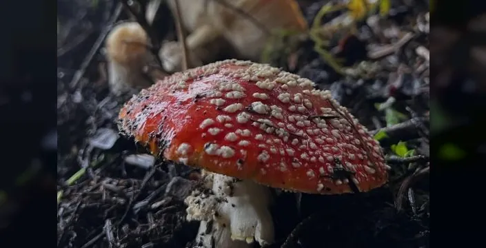 Mantar zehirlenmeleri can alıyor: Belirtiler 2 ila 6 saatte değişiyor
