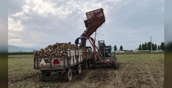 Muş Ovası'nda şeker pancarı hasadına başlandı