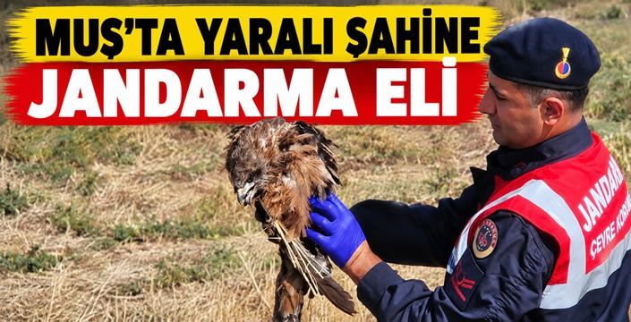 Muş'ta Yaralı Şahine Jandarma Eli