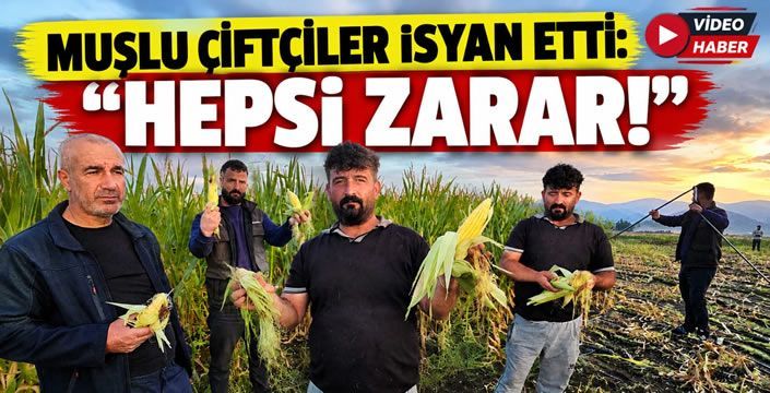 Muşlu Çiftçiler İsyan Etti: Hepsi Zarar!