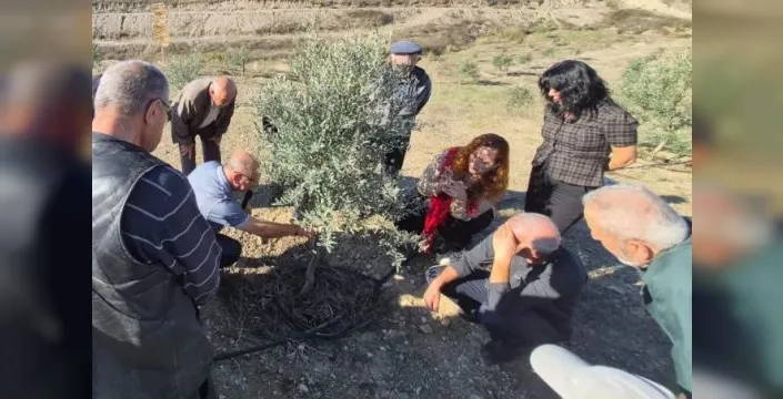 Sarıcakaya'da zeytin üreticilerine uygulamalı eğitim