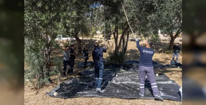Zeytin hasadı ihtiyaç sahiplerine ulaşıyor